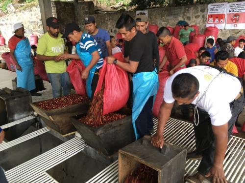 Cortadores entregando café cosechado. Finca Cuxtepeques, La Concordia, Chiapas