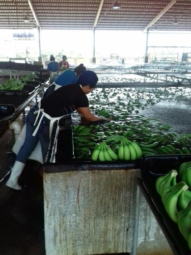 Mujeres en el lavado del plátano. Línea de Producción. Suchiate, Chiapas